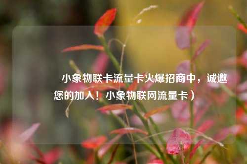 🐘小象物联卡流量卡火爆招商中,诚邀您的加入!小象物联网流量卡)
